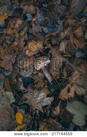 Mushrooms in an autumn forest in nature with a blurred background