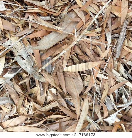 Forest Floor leaves, dead leaf texture, leaf background texture, leaf background, dry leaves on ground,