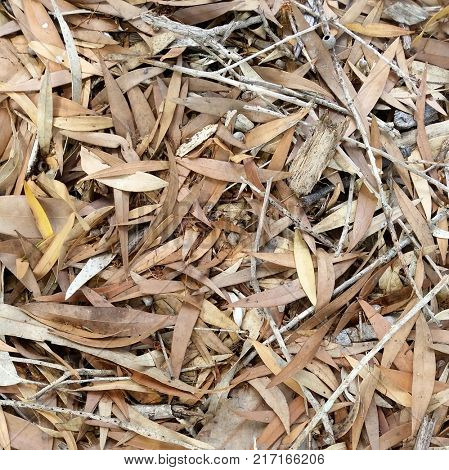 Forest Floor leaves, dead leaf texture, leaf background texture, leaf background, dry leaves on ground,