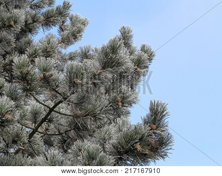 Rime frost on needles of pine tree