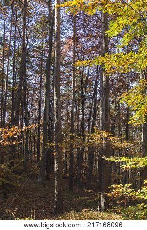 Autumn landscape in Rodopi, Bulgaria. Colorful autumn forest.