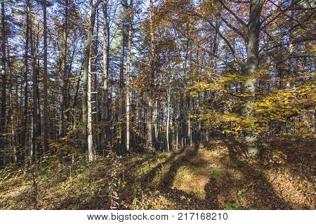Autumn landscape in Rodopi, Bulgaria. Colorful autumn forest.