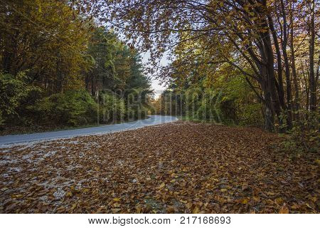 Autumn landscape in Rodopi, Bulgaria. Colorful autumn forest.