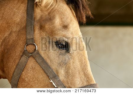 portrait of a beautiful brown horse Mixed breed of Spanish and Arabian horse
