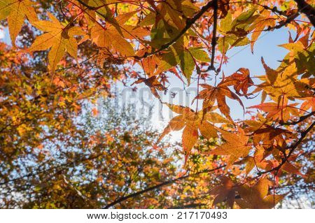 Beautiful colorful maple leaves in autumn season.