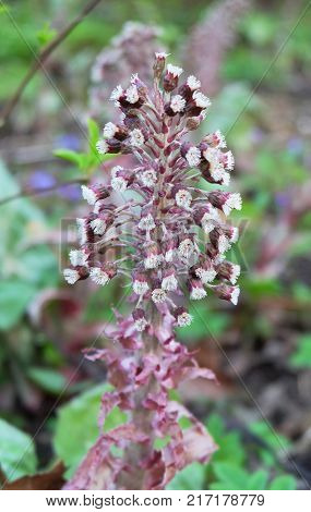 Butterbur inflorescence early spring in the forest