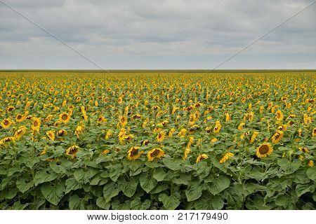 Field Of Blooming Sunflowers Under Cloudy Sky With Clouds.