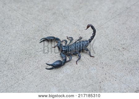 Asian black scorpion on concrete floor background