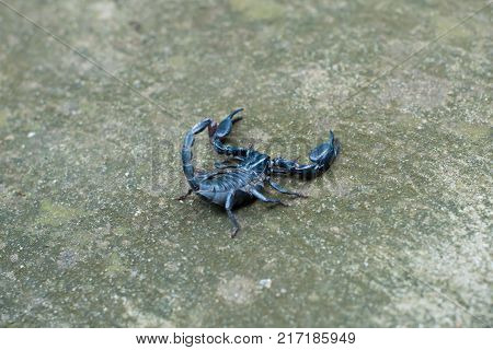 Asian black scorpion on concrete floor background
