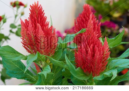 Group of red celosis plants at home