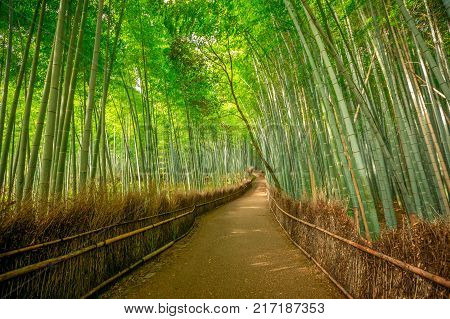 Walkway in bamboo forest at Sagano in Arashiyama. The grove is Kyoto's second most popular tourist destination and landmark. Natural green background.