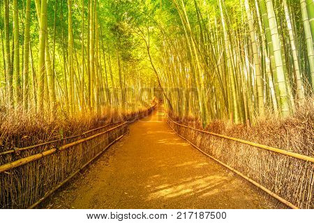 Surreal path in bamboo grove at Sagano in Arashiyama, sunlit. The forest is Kyoto's second most popular tourist destination and among the 100 phonetic stations in Japan. Meditative listening concept.