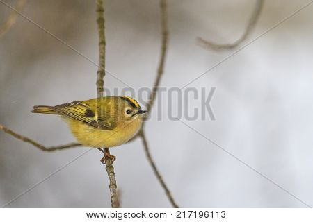 colored forest bird on a black and white winter landscape, wildlife, birds