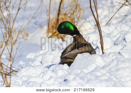 mallard sitting in snow drifts, wildlife, birds