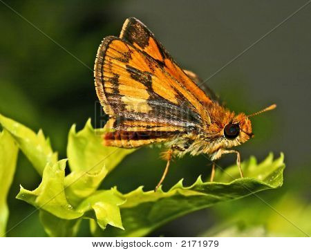 Farfalla