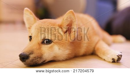 Sleeping shibu dog at home 