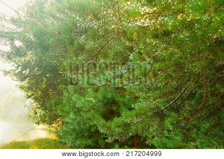 dew drops on spruce needles in the forest raindrops on fir branches
