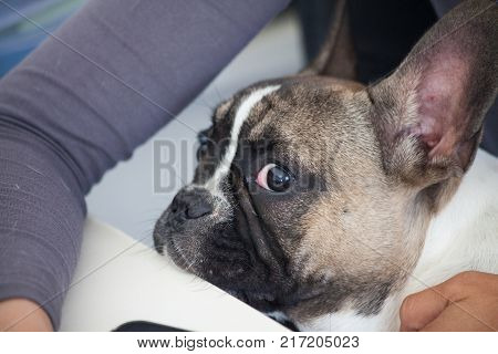 french bulldog puppy white brown curious funny