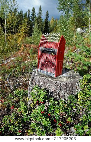 Wild growing lingon berries closeup, Swedish nature