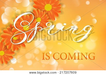 daisy chamomile gerbara flowers on yellow background vector illustration