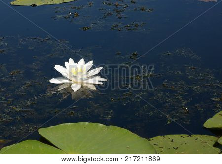 Nymphaea alba also known as the European white water lily white water rose or white nenuphar. white water lily (Nymphaeaceae) aka the European white water lily white water rose or white nenuphar