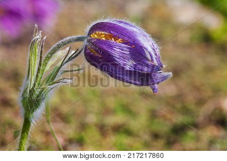 pasque flower, Pulsatilla patens. Pasqueflowers on the field with grass. pasque flower.