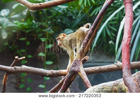 Sad macaque standing on the tree - Macaca nemestrina