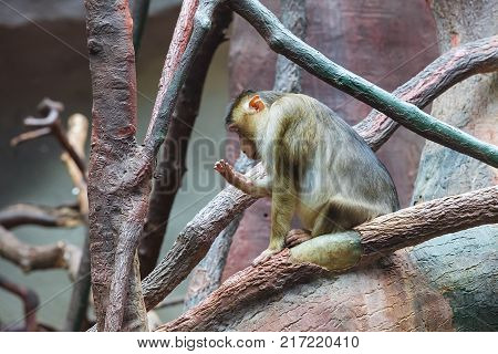 Juvenile Pig-tailed Macaque sitting on the tree, Macaca nemestrina,