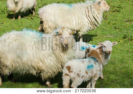 Welsh mountain sheep ewe keeps a watchful guard over her lambs on a mountain pasture in rural Bala North Wales