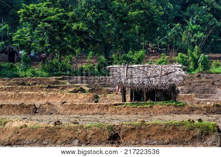 Close up photograph of paddy fields with crops of rice in Sri Lanka