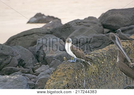 Blue Footed Booby on Coastal Rocks on Baltra Island in the Galapagos