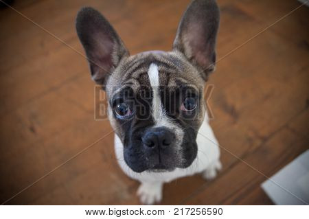 french bulldog puppy white brown sweet tender