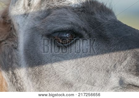 Guanaco closeup. Guanaco is a mammal of the genus Lam of the family of camelids. Is the ancestor of the domesticated llama. Its color varies very little ranging from a light brown to dark cinnamon.