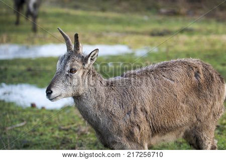 Wild blue sheep Pseudois nayaur in the snow in a warm winter day in rock, selective focus