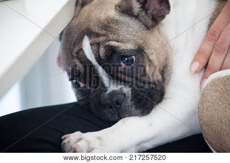 french bulldog puppy white brown sweet tender sad