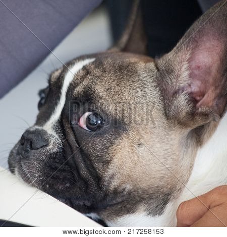french bulldog puppy white brown curious funny
