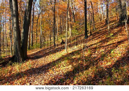 Autumn scenery along a trail at Kickapoo State Park in Illinois