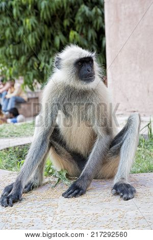 Gray Langur Monkey Presbytis entellus is regarded as sacred in Hinduism. Jodhpur Rajasthan India.