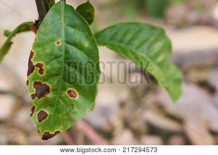 Robusta coffee trees in the garden, coffee plantation. The robusta trees has rust disease.
