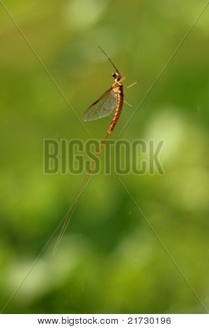 Fishfly