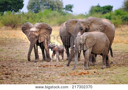 herd of elephants with a tiny newborn calf who is drinking from it's Mother on the open African Plains in South Luangwa National Park Zambia Spouthern Africa