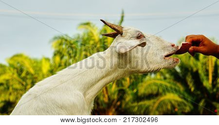 white Saanen goat eat food from tourist from Chaina
