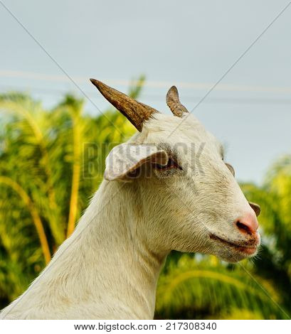 white Saanen goat eat food from tourist from Chaina