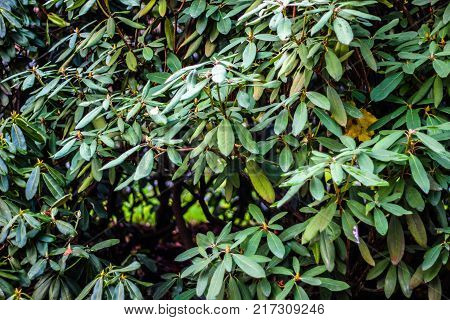 plant with oval green leaves, shrub in the park