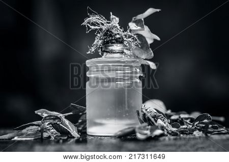 Murraya Koenigii,curry Leaves With Extracted Oil In A Transparent Bottle.concept Of Taking Care Of H