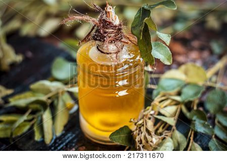 Murraya Koenigii,curry Leaves With Extracted Oil In A Transparent Bottle.concept Of Taking Care Of H