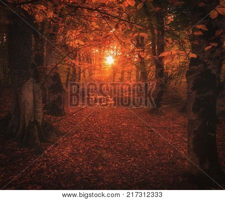 Sun shining through a forest with fallen leaves
