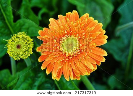 Orange Gerbera jamesonii is blossom in Thailand