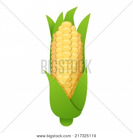 Corn icon. Cartoon illustration of corn vector icon for web
