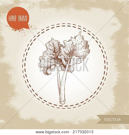 Hand drawn sketch style rhubarb bunch with leaves. Organic food component vector illustration.